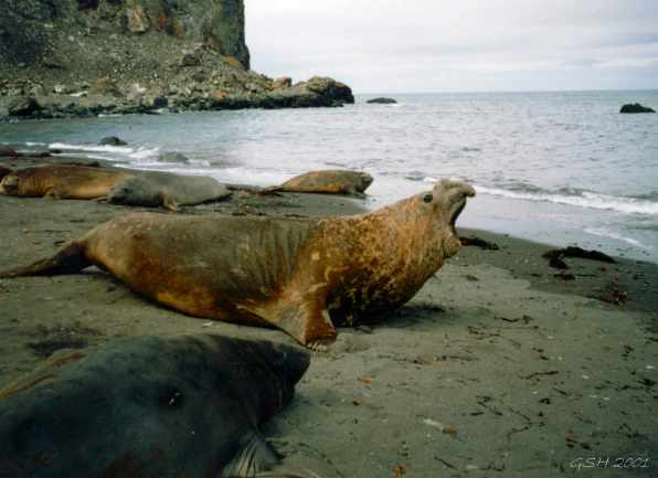 See elefants on the beach. Nelson I. S. Shetland Is., Dec '96