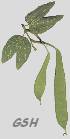  - zoom - ampliar:  Bauhinia forficata prionosa' pods - legumes: Mar. 16, 2002, Buenos Aires