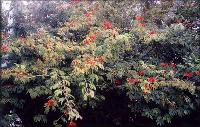 - Zoom - Ampliar:   - Red Poaderpuff Tree Calliandra tweedii: May 2002, Villa Ballester, Buenos Aires, Argentina