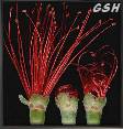  - zoom - ampliar:   - allistemon' flower - Flor de callistemon