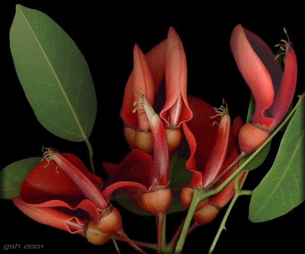 Erythrina crista-galli: : March 2002, Villa Ballester, Buenos Aires