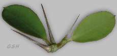 euphorbia' spine