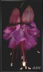 Fuchsia hybrida: Nov.4, 2001, Buenos Aires