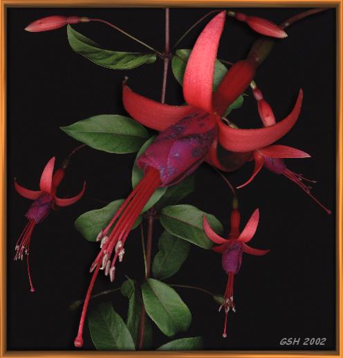 Fuchsia magellanica var.: Feb.16, 2002, Buenos Aires