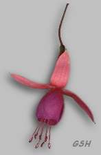 Fuchsia hybrida: Feb.16, 2002, Buenos Aires