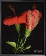  - Zoom - Ampliar:  ,   - China Rose simple form - Rosa china simple