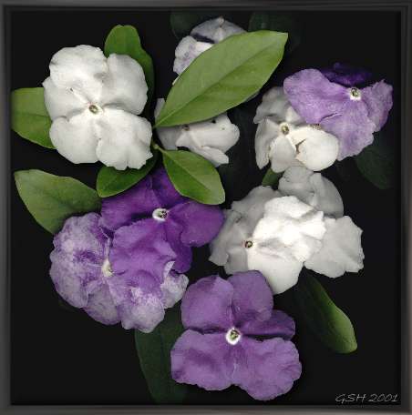 brunfelsia from my patio - jasmin paraguayo de mi patio