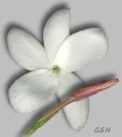   Jasminum polyanthum - pink jasmine