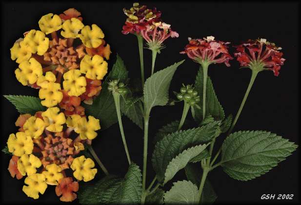 Fig.1. Lantana camara: Apr. 10, 2001, Buenos Aires