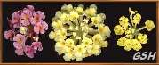 Fig. 5 Lantana montevidensis: Apr. 10, 2002, Buenos Aires