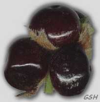 Fig. 6. Lantana montevidensis: Mar. 11, 2002, Buenos Aires