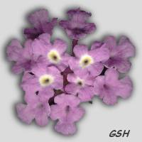 Fig. 3. Lantana montevidensis из моего йпатио - from my patio: Mar. 8, 2002, Buenos Aires. Увеличить - Zoom - Ampliar: