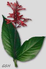 Odontonema