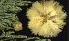  "" - Acacia "Mimosa"