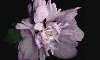   Hibiscus syriacus - Rose of Sharon
