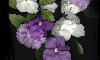  Brunfelsia - Yesterday, Today and Tomorrow - Jasmin paraguayo