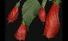 ,   Malvaviscus - Sleeping Hibiscus - Malvavisco