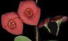   Euphorbia splendens - Crown of Thorns - Corona de Cristo