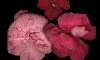  Nerium oleander - Oleandro