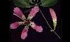  Chorisia - Floss Silk Tree (Drunken Tree) - Palo borracho