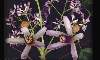  ( ) Melia - Persian Lilac - Arbol del Paraiso