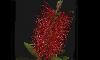  - Crimson Bottlebrush - Calistemon
