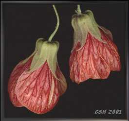 Abutilon pictum. :    .  Nov. 13, 2001, Buenos Aires