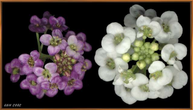 Alissum - Lobularia
