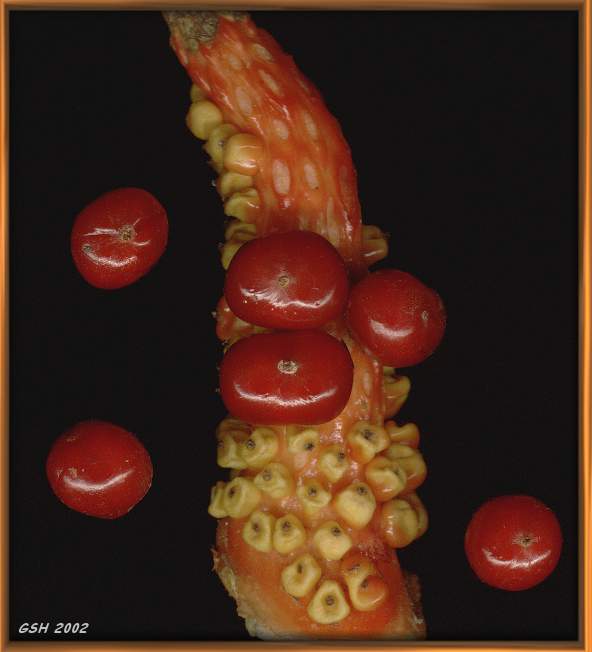 Fig. 1. Alocasia macrorrhiza: Apr. 1,  2002, Buenos Aires, Argentina