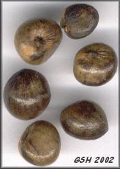 Fig. 4.   - Alocasia macrorrhiza seeds: Apr, 2, 2002, Villa ballester, Buenos Aires, Argentina