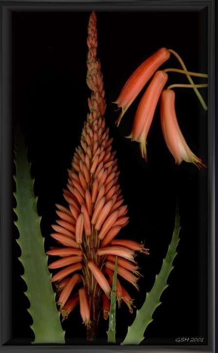 Aloe arborescens: Jun. 10, 2001, Villa Ballester, Buenos Aires