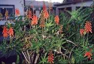  - Zoom - Ampliar:    - Creeping Aloe ciliaris, May 2, 2002. Villa Ballester, Buenos Aires