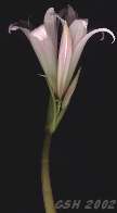 amaryllis, 1 feb. 2002 Bs. As.