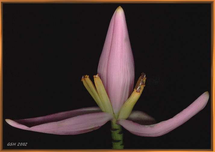 Musa ornata: March 3, 2002, Buenos Aires
