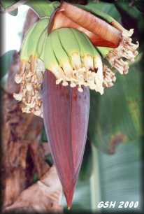  Musa paradisiaca blooming : Jun., 2000, Coroico, La Paz, Bolivia