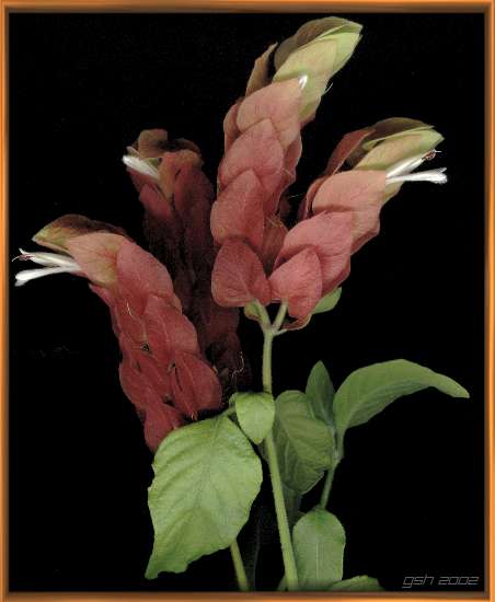Justicia brandegeana: 7 Apr. 2001, Villa Ballester, Buenos Aires, Argentina