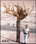  - zoom - ampliar: Browningia candelaris - -, . 98, .  - Cactus candelabro, Apr. 1998, North Chile