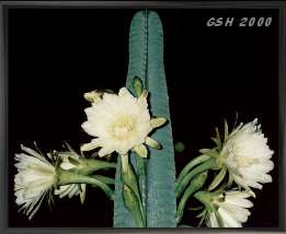  4-       ,      2000 ,        - ,       - Cereus validus:  Jan. 2000, Esmeraldas, Ecuador