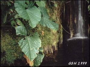 Fig. 2. Colocasia esculenta, 1999, Coroico, Bolivia.    - see other photos - ver mas fotos