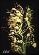 ��������� - Zoom - Ampliar: Hedychium gardnerianum, Feb. 23, 2002, Buenos Aires