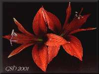 ��������� - Zoom - Ampliar: ����������� - Hippeastrum, May 29, 2001, Villa Ballester, Buenos Aires, Argentina