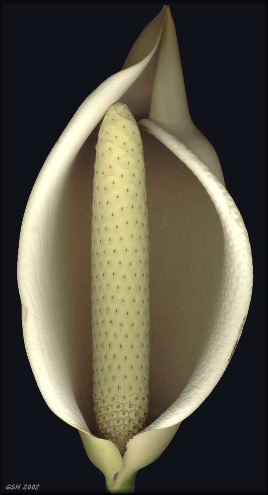 Monstera deliciosa: Mar. 23,  2002, Buenos Aires