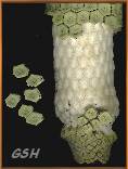  - zoom - ampliar:   Monstera deliciosa' ripe fruit: Mar. 2002, Buenos Aires