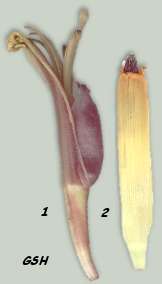   - Banana flowers: 1. Musa paradisiaca, 2 - Musa ornata
