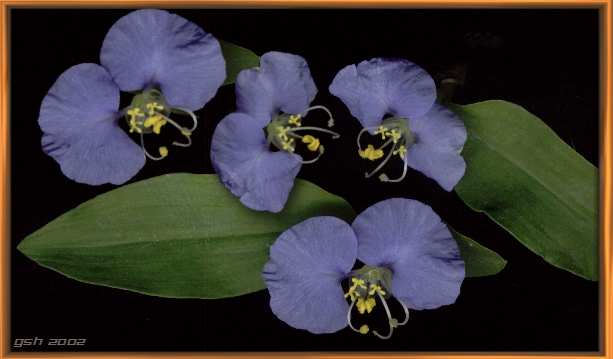 Commelina diffusa from my patio: Jan. 31, 2002, Villa Ballester, Buenos Aires