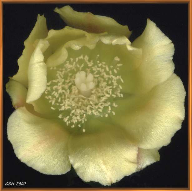 Opuntia: Mar. 13, 2002, Buenos Aires