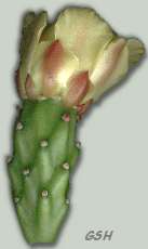 Opuntia