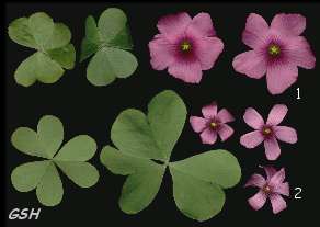 1. Oxalis cf. debilis; 2. Oxalis auriculata: Apr. 26, 2002, Villa Ballester, Buenos Aires