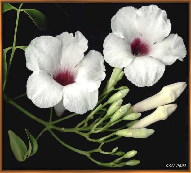 Pandorea jasminoides, Mar.13, 2002, Buenos Aires