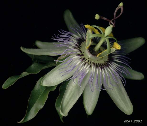 passionflower from my patio - pasionaria de mi patio